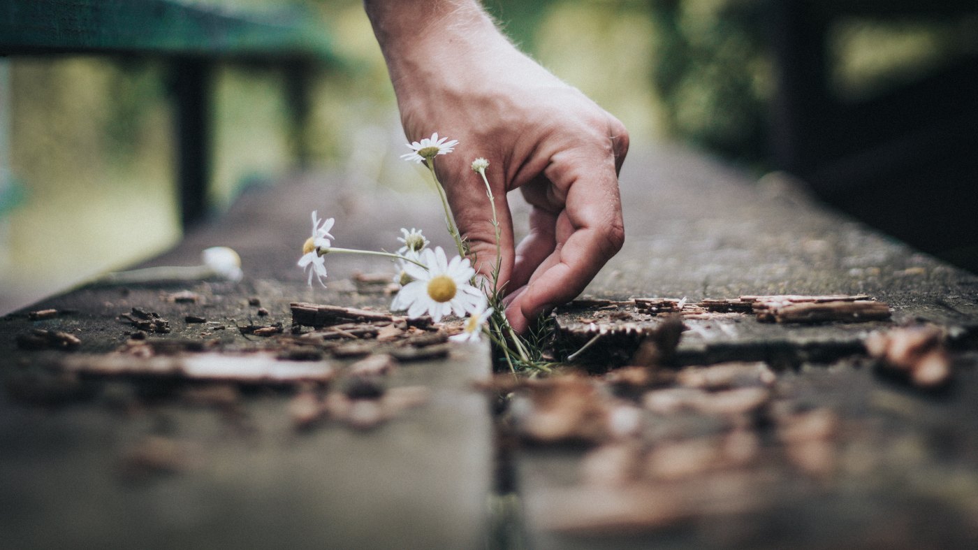 a hand picking a flower from cracks between wood boards